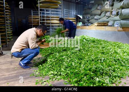 Fuzhou, Fujian Provinz. 8. Mai 2016. Tee-Bauern Wu Zhijian (L) überprüft, dass die Teeblätter auf einer Teeplantage in Fuding, Südost-China Fujian Provinz, 8. Mai 2016. © Jiang Kehong/Xinhua/Alamy Live-Nachrichten Stockfoto