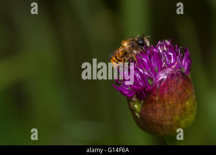 Rote Mauerbiene (Osmia Bicornis) Männchen ernähren sich von Allium Blume Stockfoto