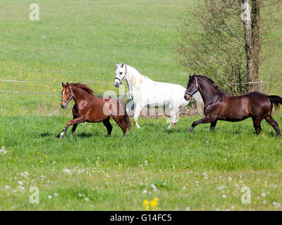 Drei schöne Pferde galoppieren auf der Weide Stockfoto