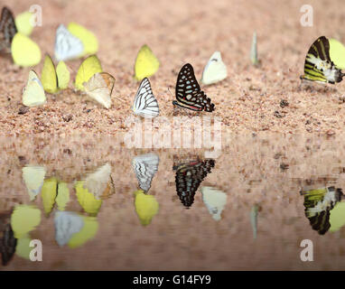 Gruppe der Schmetterling auf dem Boden (gemeinsame Jay, Graphium Antiphates Itamputi (Butler), kleine Rasen gelb gestreiften Albatros) wi Stockfoto