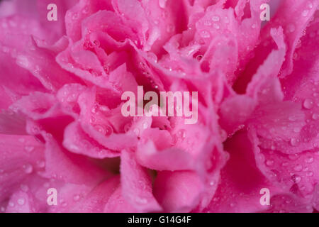 Nahaufnahme von rosa Nelken Blüte mit Wassertropfen Stockfoto