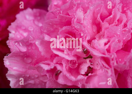 Nahaufnahme von rosa Nelken Blüte mit Wassertropfen Stockfoto