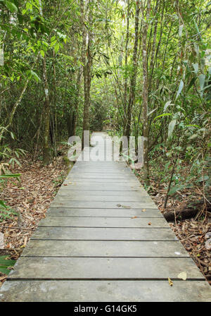 Holzsteg im Wald, Nationalpark Khao Yai, Thailand Stockfoto