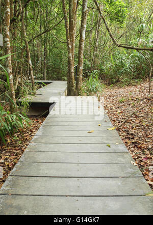 Holzsteg im Wald, Nationalpark Khao Yai, Thailand Stockfoto