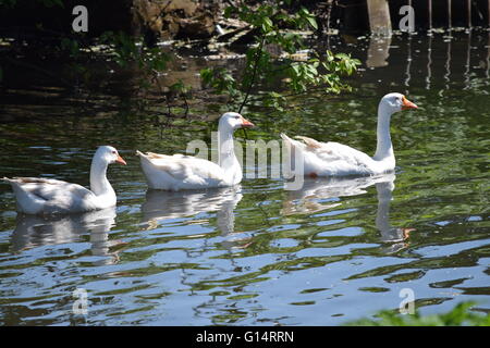 Drei Gänse in Folge Stockfoto