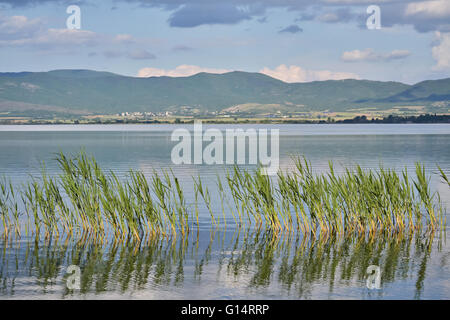 Grünen Schilf in den See in einem schönen Frühlingstag Stockfoto