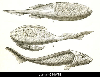 Drei Arten von gepanzerten Fische aus der Devon Periode, einschließlich Coccosteus (1), Pterichthys (2) und Cephalaspis (3).  Illustration von Louis Figuiers die Welt vor der Sintflut, 1867 amerikanische Ausgabe. Stockfoto