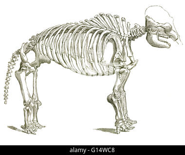 Abbildung eines Skeletts eines Mastodon (Mastodon Giganteus, jetzt bekannt als Mammut Americanum), ein Dickhäuter, die amerikanische Ausgabe 1867 in Nordamerika aus dem späten Miozän bis Pleistozän, aus Louis Figuiers der Welt vor der Sintflut lebte. Stockfoto