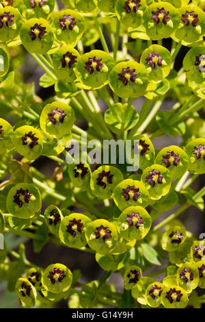 Nahaufnahme der einzelnen Blüten und Hochblätter im Kopf der mediterranen Wolfsmilch, Euphorbia characias Stockfoto