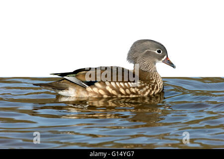 Mandarinenten - Aix Galericulata - weiblich Stockfoto