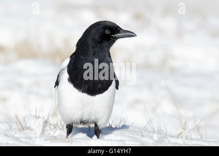 Schwarz-billed Magpie - Pica Hudsonia. Stockfoto