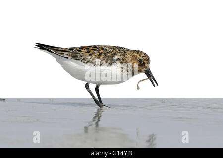 Sanderling - Calidris alba Stockfoto