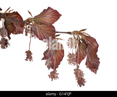 Blutbuche - Fagus sylvatica'Atropunicea "(Purpurea) Stockfoto