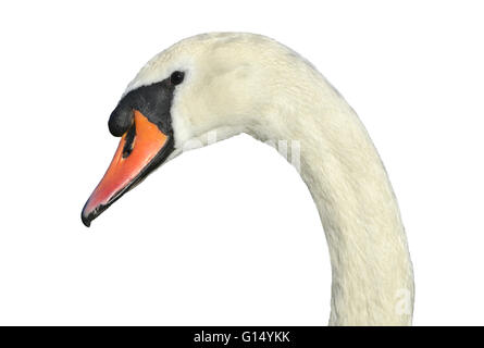 Höckerschwan - Cygnus Olor. Stockfoto