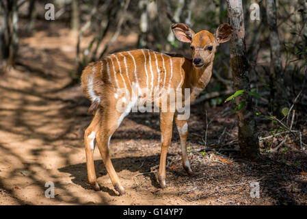 Baby Nyala stehend gerade etwas in den Sand Wald Stockfoto