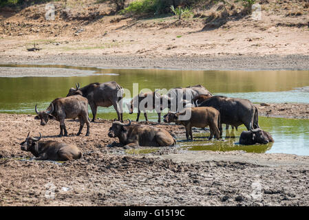 Kleine Herde Büffel im seichten schlammigen Wasser mit dam beschäftigt versiegen aufgrund der Dürre Stockfoto