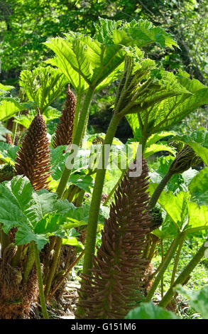 riesige Gunnera Manicata Pflanze wächst im Garten, North Norfolk, england Stockfoto