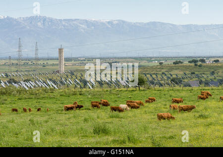 Kühe vor Sonnenkollektoren, nächste o Kernkraft Pflanze Bergen im Hintergrund, Almaraz, Extremadura, Spanien. Stockfoto