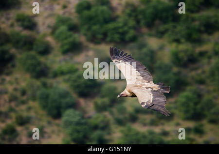 Gänsegeier im Flug bei Penafalcon, Monfrague Nationalpark, Cáceres, Extremadura, Spanien Stockfoto