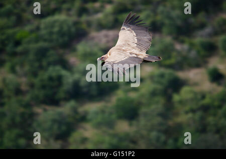 Gänsegeier im Flug bei Penafalcon, Monfrague Nationalpark, Cáceres, Extremadura, Spanien Stockfoto