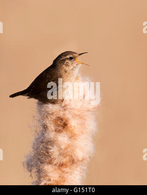 Zaunkönig (Troglodytes Troglodytes) singen und in frühen Morgenstunden Frühlingssonne auf Rohrkolben Saatgut Kopf anzeigen Stockfoto