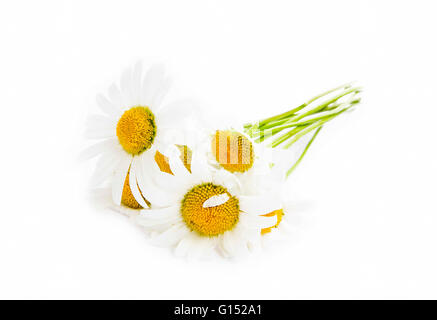 Die Heilpflanze Kamille und Blumen isoliert auf weiss Stockfoto