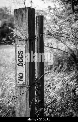 Behelfsmäßige keine Hunde Warnschild am Rande eines Bauernfeldes, in dem Schafe im Sommer grasen gesehen angebracht. Stockfoto