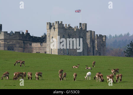 Raby Castle Stockfoto