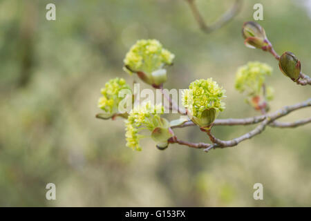 Acer Platanoides Blumen. Spitz-Ahorn-Baum. UK Stockfoto