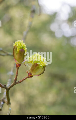 Acer Platanoides Blumen. Spitz-Ahorn-Baum. UK Stockfoto