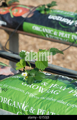 Erdbeeren Anbau in Growbags. England Stockfoto