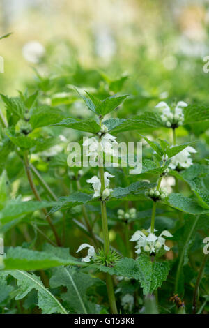 Lamium Album. Weiße Taubnessel Blüte Stockfoto