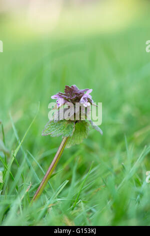 Lamium Purpureum. Red Dead Brennnessel lange Gras. UK Stockfoto