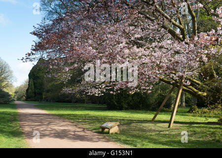 Prunus Sargentii. Sargents Kirsche Baum Blüte im Westonbirt Arboretum. Gloucestershire, England Stockfoto