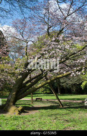 Prunus Sargentii. Sargents Kirsche Baum Blüte im Westonbirt Arboretum. Gloucestershire, England Stockfoto