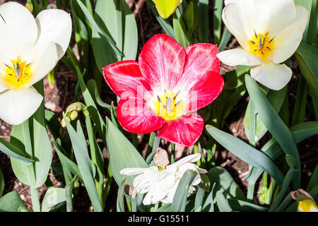 Tulipa Tulipa Flaming purissima Stockfoto