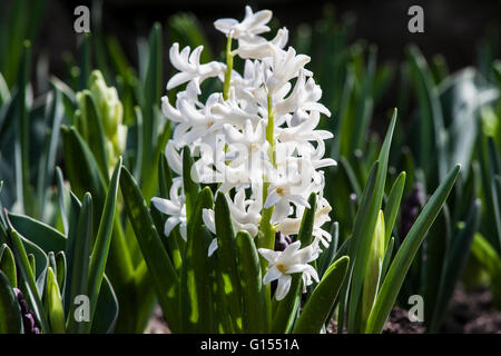 Asparagaceae, Hyacinthus Orientalis. Weiße Hyazinthe hautnah Stockfoto