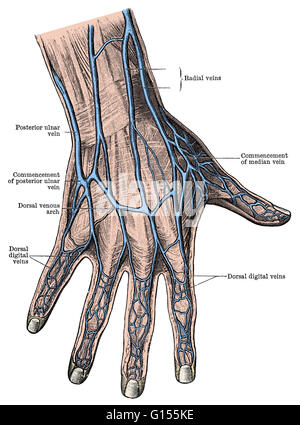 Oberflächliche Betrachtung des menschlichen Dorsum der Hand und der Finger. Diese Abbildung Features beschriftet Venen. Stockfoto