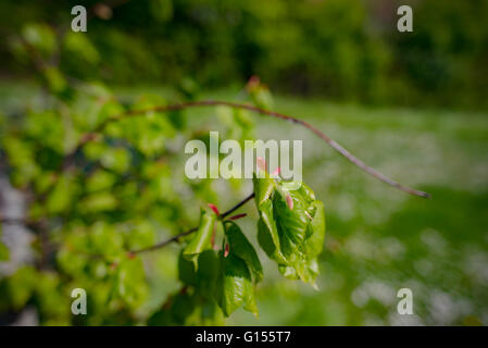 Die erste Feder sanft Blätter, Knospen und Zweige Stockfoto