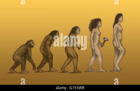 Menschlichen Evolution. Artwork der Evolution der Hominiden (weiblich) aus unserer fernen Vorfahren Tag Menschen (Homo Sapiens) zu präsentieren. Stockfoto