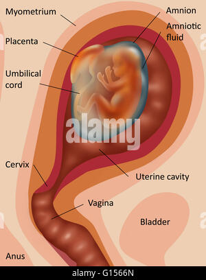 Abbildung des Fötus in der Gebärmutter (zweite Trimester). Stockfoto