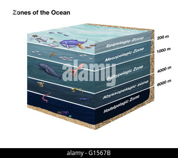 Cross-sectional Diagramm Zonen des Ozeans. Von oben nach unten: Epipelagic, Mesopelagic, Bathypelagic Abyssopelagial und Hadalpelagic. Stockfoto