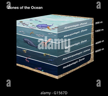 Cross-sectional Diagramm Zonen des Ozeans. Von oben nach unten: Epipelagic, Mesopelagic, Bathypelagic Abyssopelagial und Hadalpelagic. Stockfoto