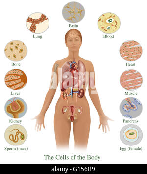 Abbildung detailliert die verschiedenen Zellen im menschlichen Körper gefunden. Hier sind Zellen aus (unten links, um nach unten rechts) Spermien (männlich), der Niere, der Leber, Knochen, Lunge, Gehirn, Blut, das Herz, Muskel, Bauchspeicheldrüse und Eiern (weiblich). Stockfoto