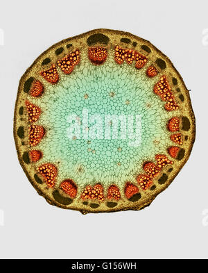 Farbe-erweiterte Licht Schliffbild (LM) eines Stammes von Helianthus (Sonnenblume), zeigt Kambium. Das Kambium ist eine Gewebeschicht, die undifferenzierte Zellen für das Pflanzenwachstum bereitstellt. Dieses Bild wurde Farbe verbessert. Stockfoto