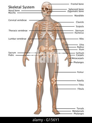 Darstellung des Skelettsystems in die weibliche Anatomie abgestimmt. Stockfoto