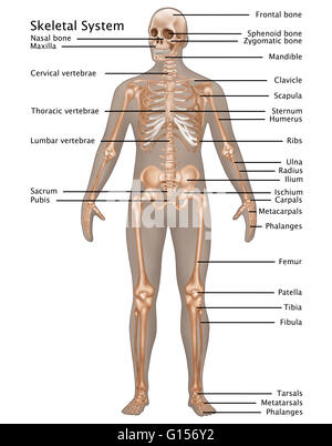 Darstellung des Skelettsystems in der männlichen Anatomie. Stockfoto
