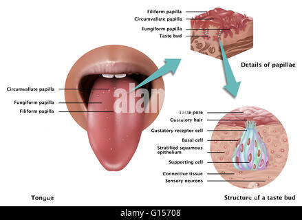 Abbildung zeigt die Anatomie des Geschmacks. Auf der linken Seite ist ein Bild von der Zunge, aufzeigen von Arten von Papillen auf der Basis der Zunge gefunden: Circumvallatae Papille, fungiform Papille & fadenförmigen Papillen. Einschub auf der rechten Seite ist eine detaillierte Nahaufnahmen der Papillen Stockfoto