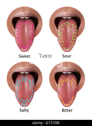Darstellung der Regionen der Zunge bestimmte Geschmack zugeordnet. Von oben links nach unten rechts: süß, sauer, salzig und bitter. Stockfoto