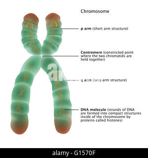 Darstellung der detaillierten Struktur eines Chromosoms. Die p-Arm, Zentromer Q-Arm und DNA-Moleküle sind beschriftet. Der p-Arm ist ein Kurzarm-Struktur auf der einen Seite des Chromosoms und der Q-Arm ist der lange Arm-Struktur auf der gegenüberliegenden Seite. Das centro Stockfoto